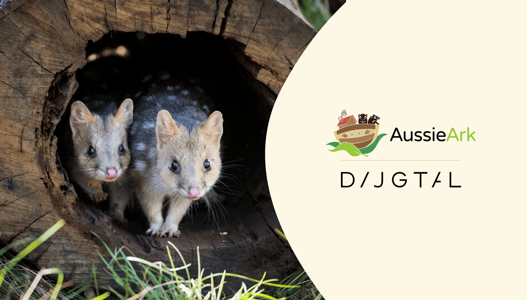 Aussie Ark and DIJGTAl logos alongside two eatern quolls